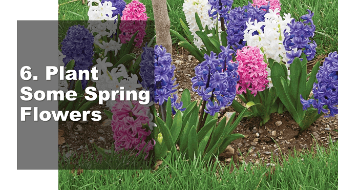 Plant Some Spring Flowers - How to Celebrate May Day - Mr. BD Guide