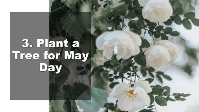 Plant a Tree for May Day - How to Celebrate May Day - Mr. BD Guide